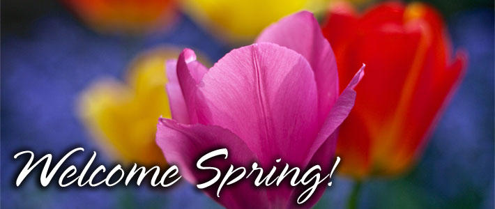 Welcome Spring! A background of bright blooming flowers.
