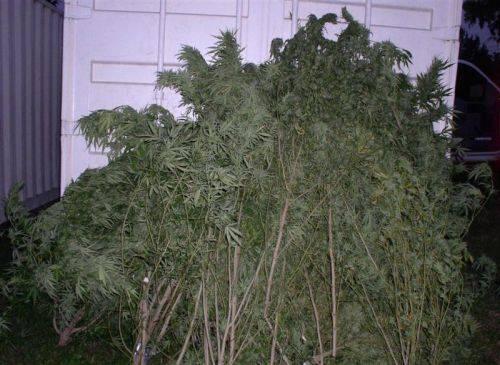 A large pile of marijuana plants.