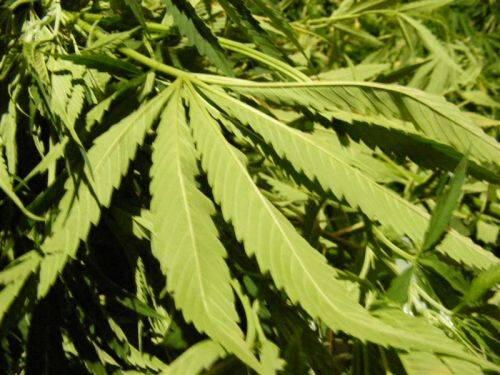 A marijuana plant.