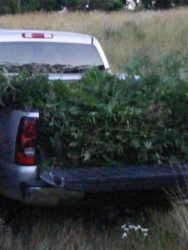 A truck bed filled with marijuana plants.