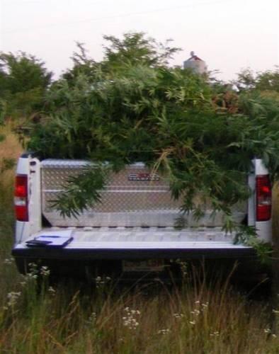 A truck bed overflowing with marijuana plants.